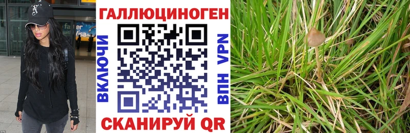 kraken зеркало  Сунжа  Галлюциногенные грибы прущие грибы  хочу  